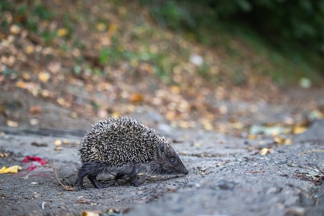 恭喜穆帅！五冠豪门送邀请！携手两大金球级巨星，冲2026世界杯.
